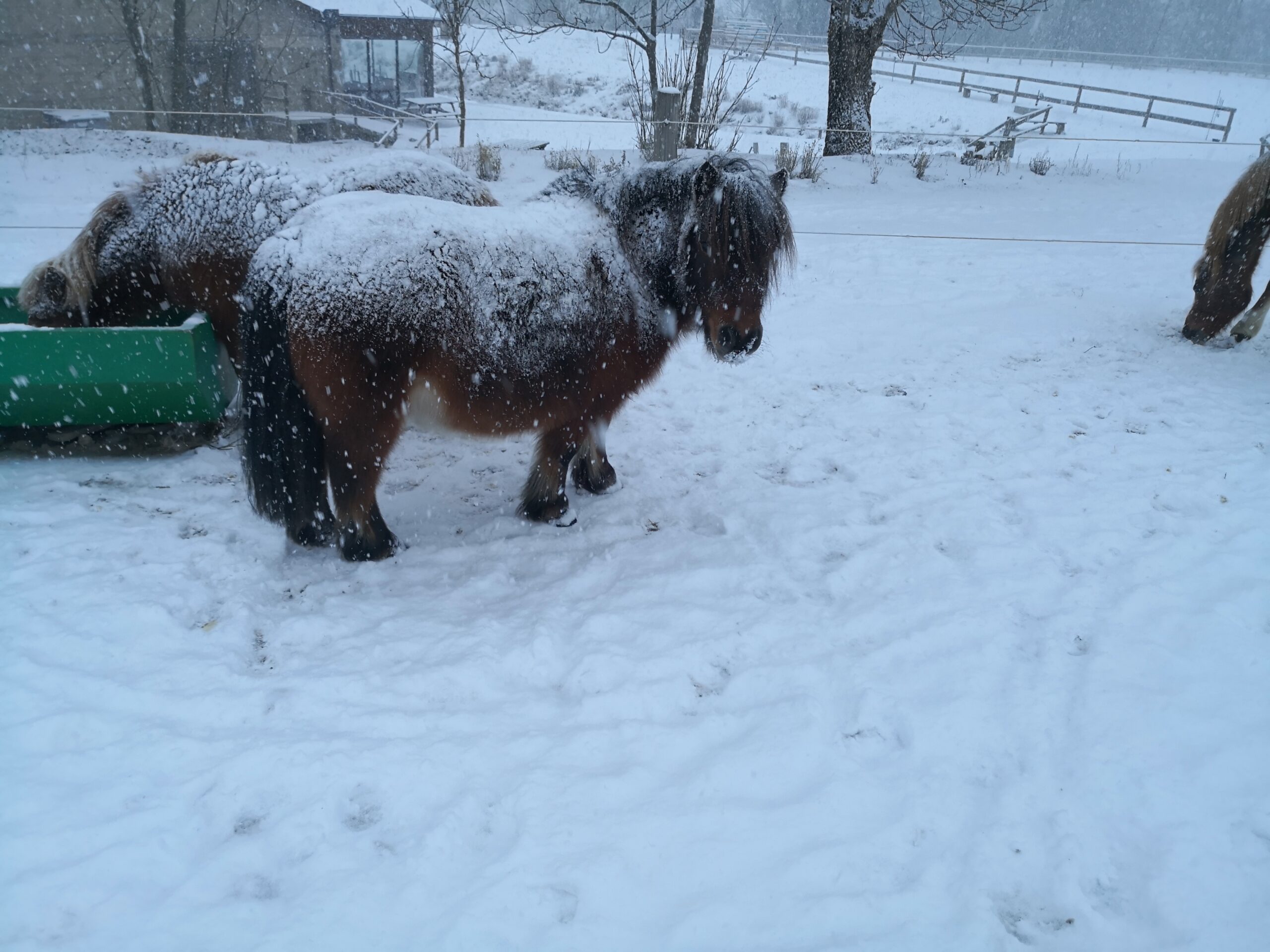 Poney dans la neige
